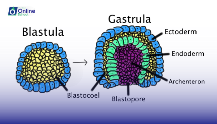 Lesson 02: Events of Gastrulation